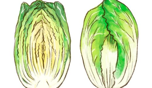 都道府県別の白菜の生産量ランキング