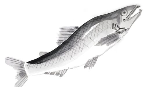 都道府県別のサケ類・マス類の漁獲量ランキング